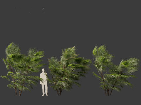 Chuniophoenix hainanensis - Hainan fan palm 05 Model 3D