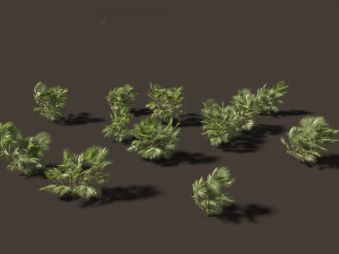 Chuniophoenix hainanensis - Hainan fan palm 05 Model 3D