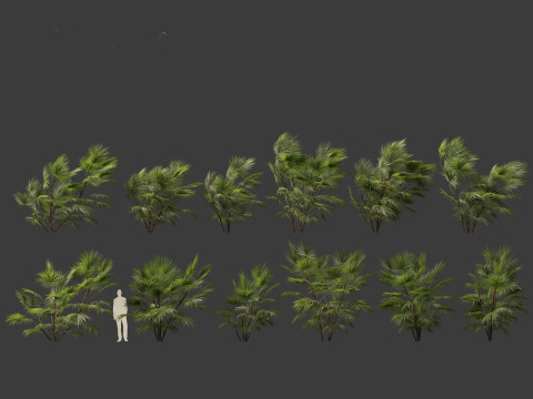 Chuniophoenix hainanensis - Hainan fan palm 05 Model 3D