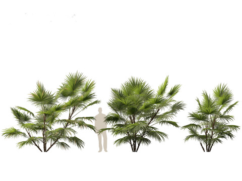 Chuniophoenix hainanensis - Hainan fan palm 05 Model 3D