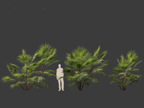 Chuniophoenix hainanensis - Hainan fan palm 05 Model 3D