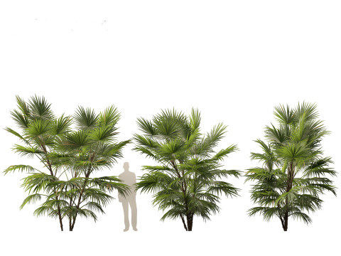 Chuniophoenix hainanensis - Hainan fan palm 05 Model 3D