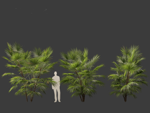 Chuniophoenix hainanensis - Hainan fan palm 05 Model 3D