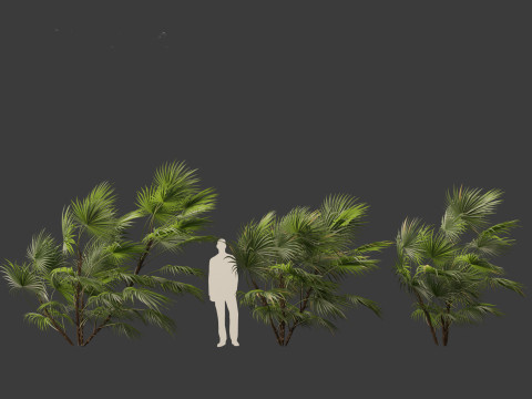 Chuniophoenix hainanensis - Hainan fan palm 05 Model 3D