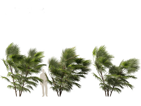 Chuniophoenix hainanensis - Hainan fan palm 05 Model 3D