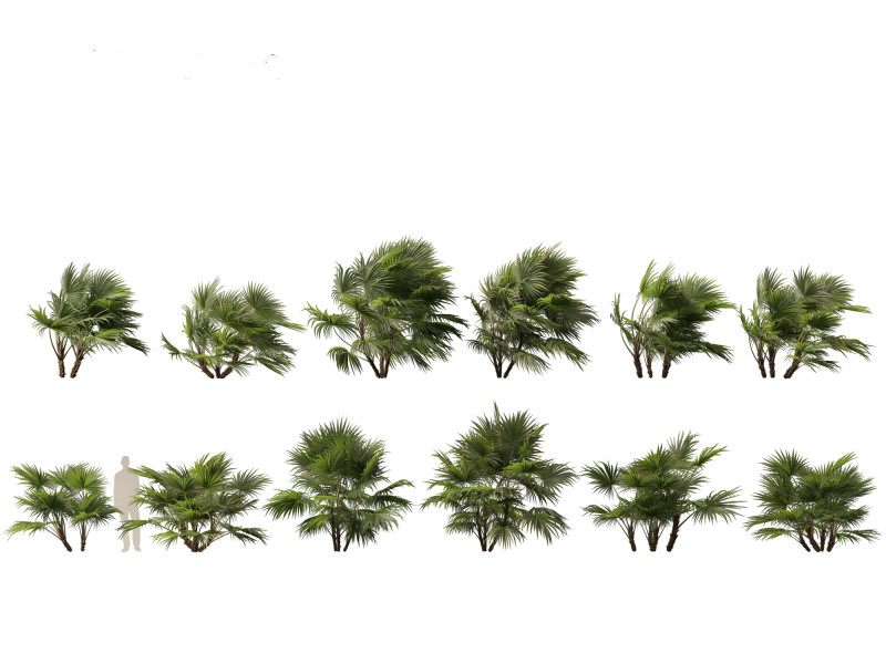 Chuniophoenix hainanensis - Hainan fan palm 04 Model 3D .c4d .max .obj .3ds .fbx .stl .blend