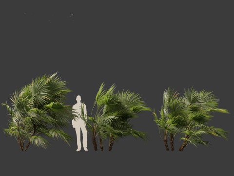 Chuniophoenix hainanensis - Hainan fan palm 04 Model 3D