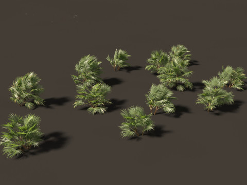Chuniophoenix hainanensis - Hainan fan palm 04 Model 3D