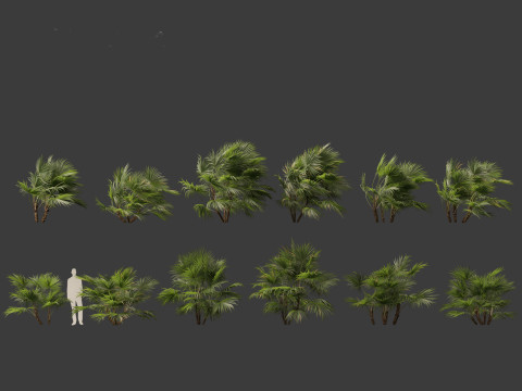 Chuniophoenix hainanensis - Hainan fan palm 04 Model 3D