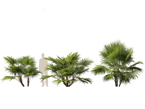Chuniophoenix hainanensis - Hainan fan palm 04 Model 3D