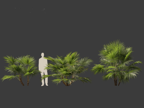 Chuniophoenix hainanensis - Hainan fan palm 04 Model 3D