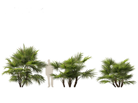 Chuniophoenix hainanensis - Hainan fan palm 04 Model 3D