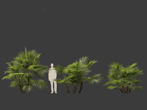 Chuniophoenix hainanensis - Hainan fan palm 04 Model 3D
