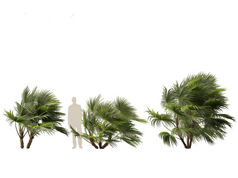 Chuniophoenix hainanensis - Hainan fan palm 04 Model 3D