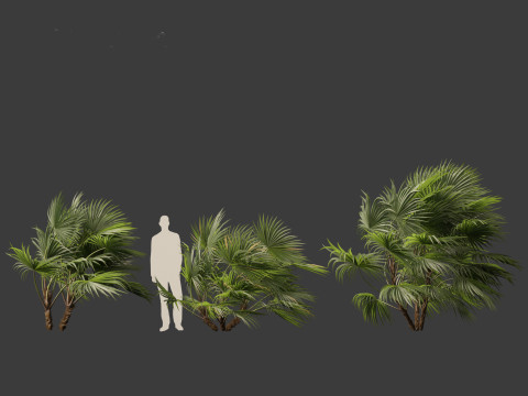 Chuniophoenix hainanensis - Hainan fan palm 04 Model 3D