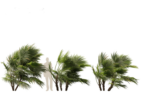 Chuniophoenix hainanensis - Hainan fan palm 04 Model 3D