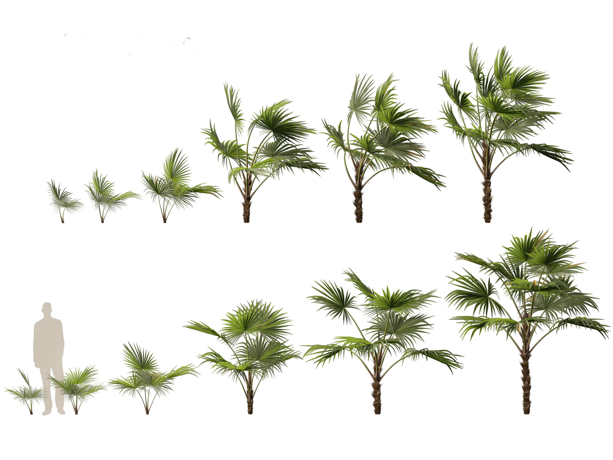 Chuniophoenix hainanensis - Hainan fan palm 03 3D Model .c4d .max .obj .3ds .fbx .stl .blend 