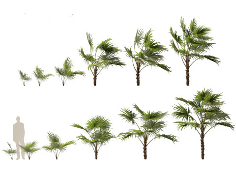 Chuniophoenix hainanensis - Hainan fan palm 03 3D 模型