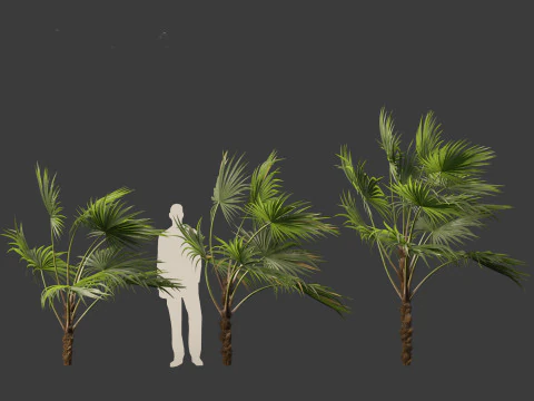 Chuniophoenix hainanensis - Hainan fan palm 03 3D Model