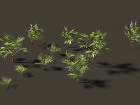 Chuniophoenix hainanensis - Hainan fan palm 03 3D 模型