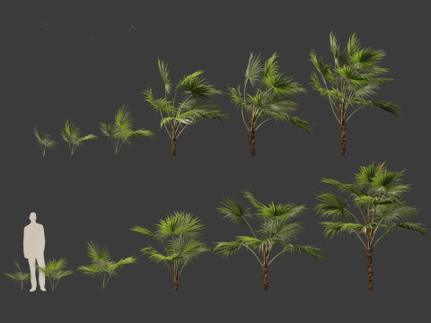 Chuniophoenix hainanensis - Hainan fan palm 03 3D 模型