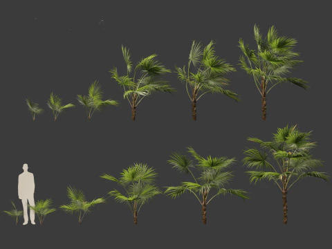 Chuniophoenix hainanensis - Hainan fan palm 03 3D Model