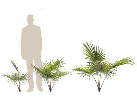 Chuniophoenix hainanensis - Hainan fan palm 03 3D 模型