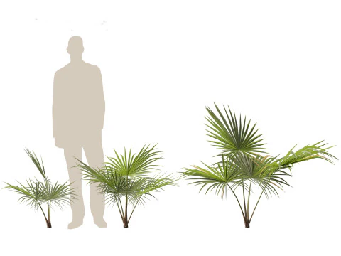 Chuniophoenix hainanensis - Hainan fan palm 03 3D Model
