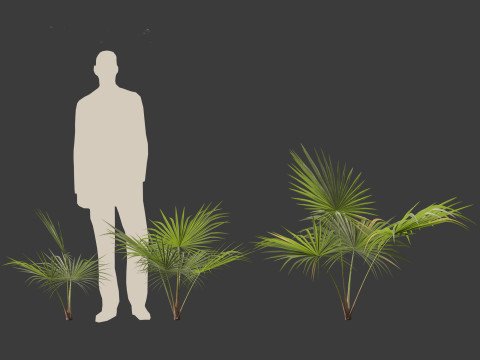 Chuniophoenix hainanensis - Hainan fan palm 03 3D 模型