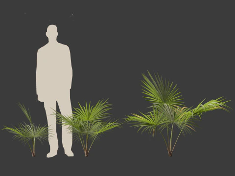 Chuniophoenix hainanensis - Hainan fan palm 03 3D Model