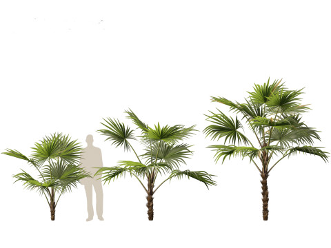 Chuniophoenix hainanensis - Hainan fan palm 03 3D 模型