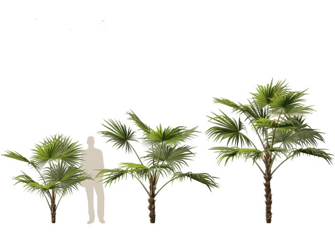 Chuniophoenix hainanensis - Hainan fan palm 03 3D Model