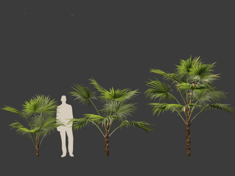 Chuniophoenix hainanensis - Hainan fan palm 03 3D 模型
