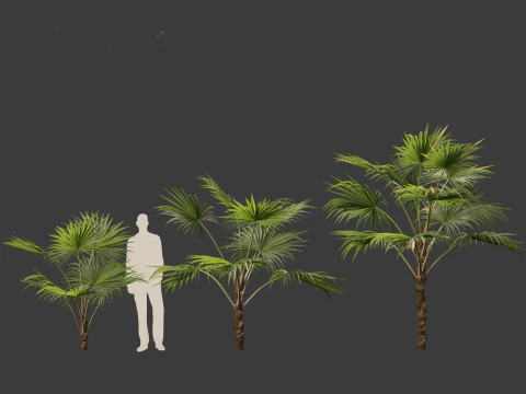 Chuniophoenix hainanensis - Hainan fan palm 03 3D Model
