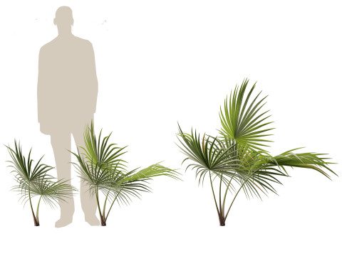 Chuniophoenix hainanensis - Hainan fan palm 03 3D 模型