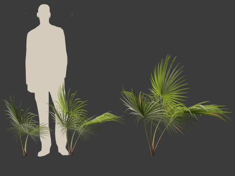 Chuniophoenix hainanensis - Hainan fan palm 03 3D Model