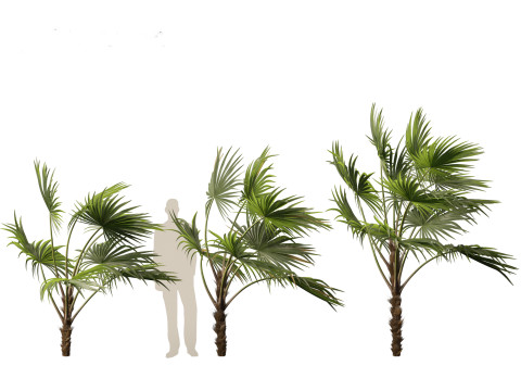 Chuniophoenix hainanensis - Hainan fan palm 03 3D 模型