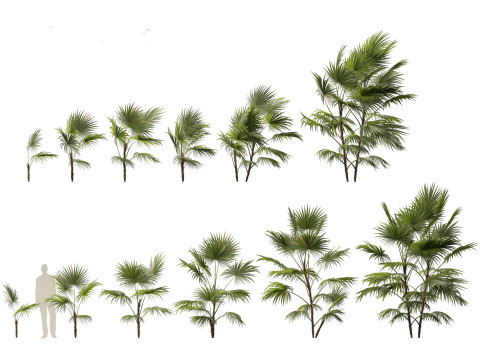Chuniophoenix hainanensis - Hainan fan palm 02 3D मॉडल