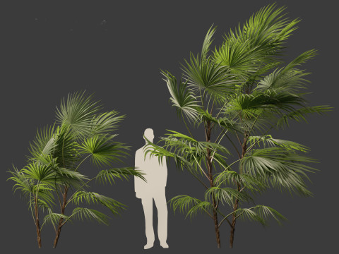 Chuniophoenix hainanensis - Hainan fan palm 02 Modelo 3D