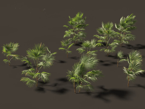 Chuniophoenix hainanensis - Hainan fan palm 02 Modelo 3D