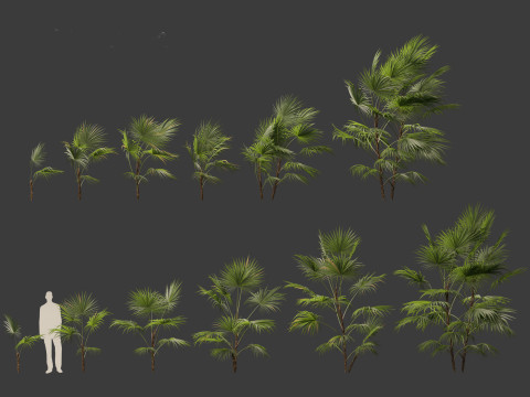 Chuniophoenix hainanensis - Hainan fan palm 02 Modelo 3D