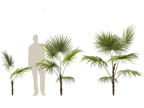 Chuniophoenix hainanensis - Hainan fan palm 02 Modelo 3D