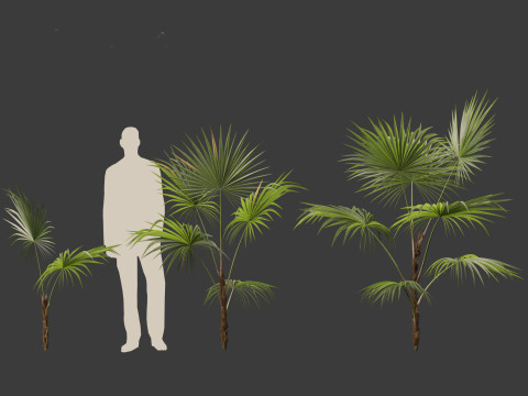 Chuniophoenix hainanensis - Hainan fan palm 02 Modelo 3D