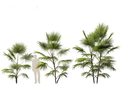 Chuniophoenix hainanensis - Hainan fan palm 02 Modelo 3D
