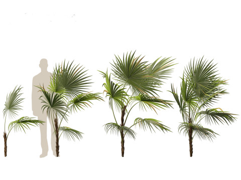 Chuniophoenix hainanensis - Hainan fan palm 02 Modelo 3D