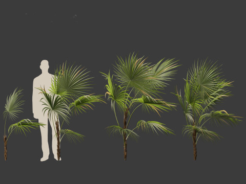 Chuniophoenix hainanensis - Hainan fan palm 02 Modelo 3D