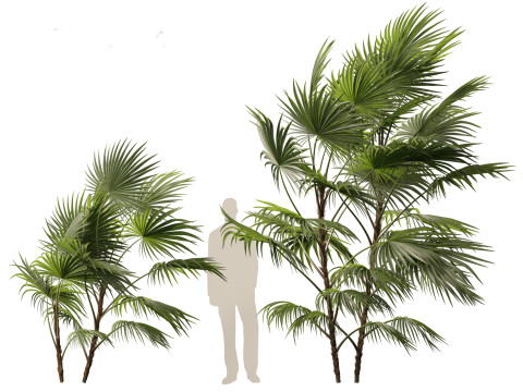 Chuniophoenix hainanensis - Hainan fan palm 02 Modelo 3D