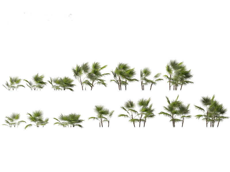 Chuniophoenix hainanensis - Hainan fan palm 01 Model 3D .c4d .max .obj .3ds .fbx .stl .blend 