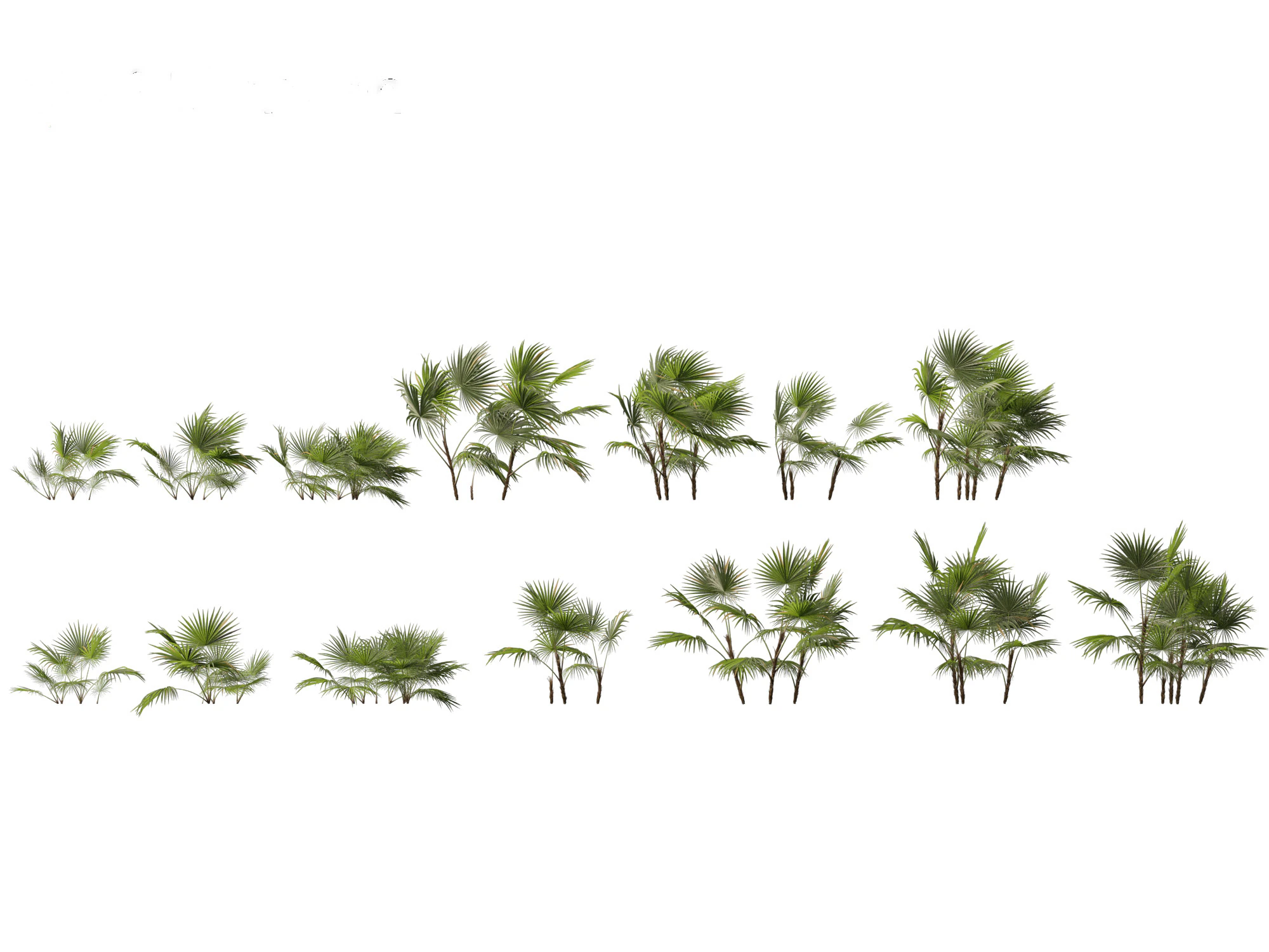Chuniophoenix hainanensis - Hainan fan palm 01 3D Model .c4d .max .obj .3ds .fbx .stl .blend