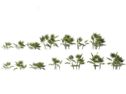 Chuniophoenix hainanensis - Hainan fan palm 01 3D मॉडल